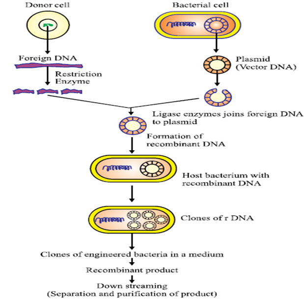 Process Involved In Genetic Engineering Genetic Engineering: Techniques & Applications