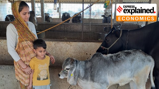 India and the world in dairy