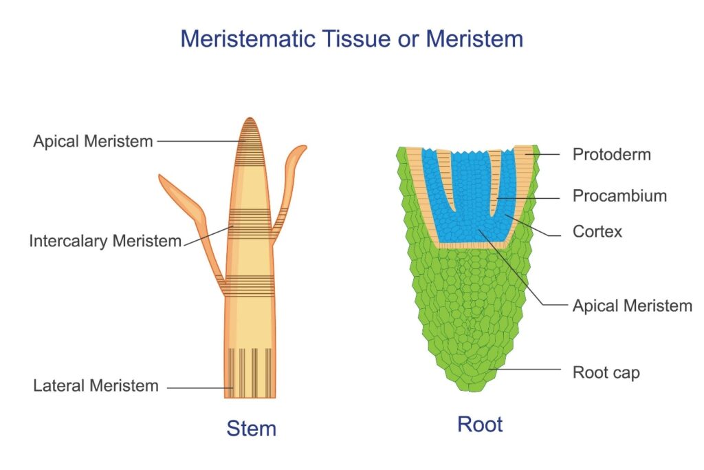 apical, lateral, and intercalary meristems in a plant, AI generated