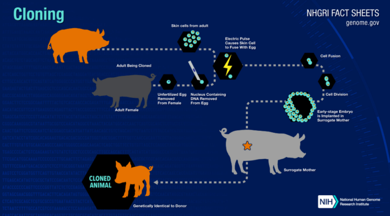 Cloning Technology Explained Complete Biotechnology Guide